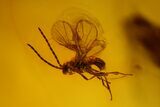 mm Spider (Araneae) & Three Flies In Baltic Amber #123378-2